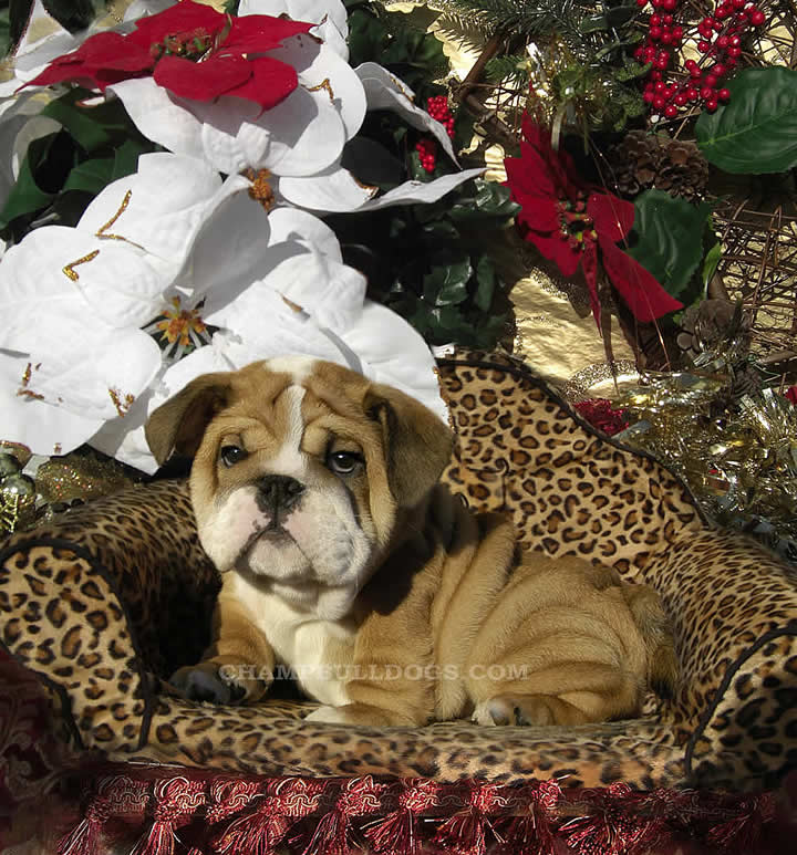 English Bulldogs